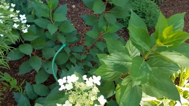 Обзор парадной зоны в августе. Гортензия Эрли Сенсейшн. смотреть онлайн