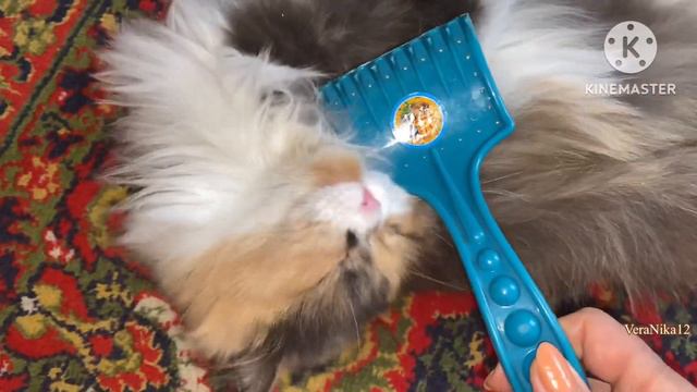 Влог. Жизнь в посёлке.Шок- Она таких не видела даже в интернете.И Мусерелакс. Адамовка.31.1.24. смотреть онлайн