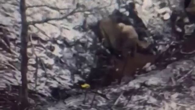 Видимо всушника очень сильно достали русские дроны смотреть онлайн