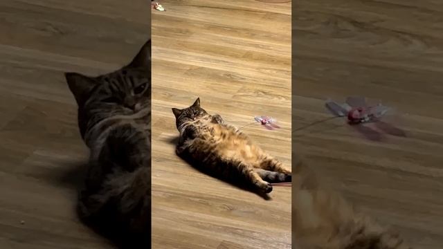 я наигрался, неси меня есть человек #shorts