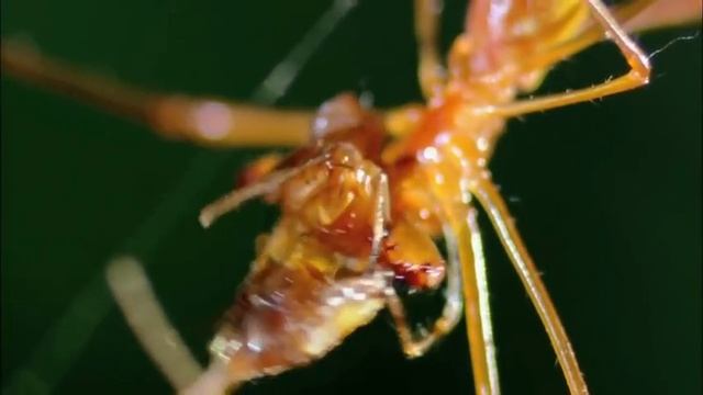 Portia Spider Vs Long Jawed Orb Weaver | MONSTER BUG WARS смотреть онлайн