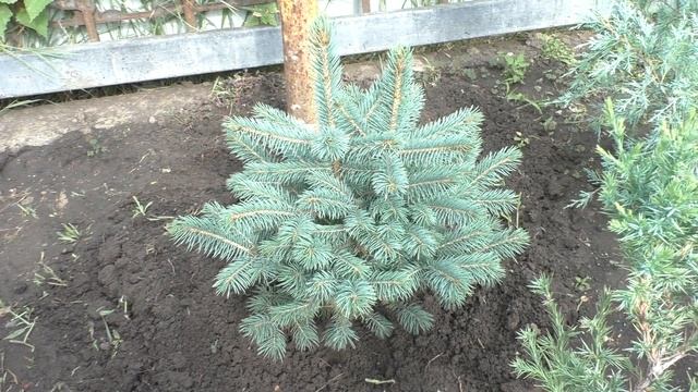 Что делать если у ели голубой две макушки? Обрезать одну макушку ели или оставить две? смотреть онлайн