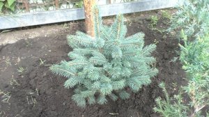 Что делать если у ели голубой две макушки? Обрезать одну макушку ели или оставить две?