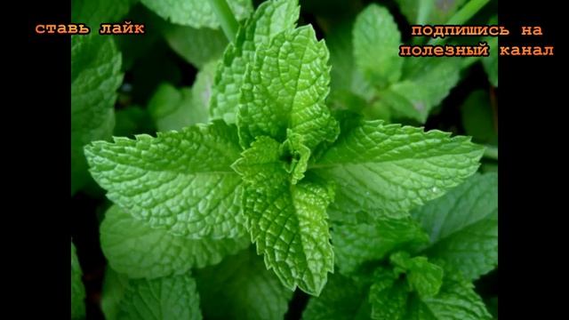 Фотоэпиляция: результативное решение для мужчин