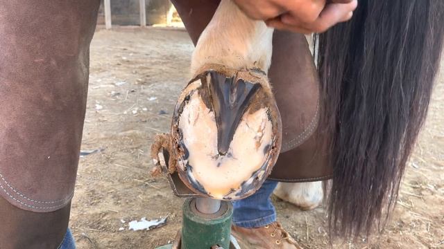 Farrier Asmr-Hoof Restoration-Oddly Satisfying смотреть онлайн