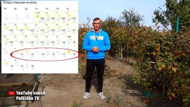 ТАКАЯ ПОСАДКА ЧЕСНОКА ОСЕНЬЮ ГАРАНТИРУЕТ БОЛЬШОЙ УРОЖАЙ ПРИ ЛЮБОЙ ЗИМЕ смотреть онлайн