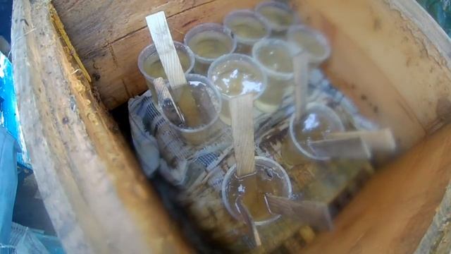 Как закормить пчел в зиму. Подготовка пчел к зимовки часть 1 смотреть онлайн