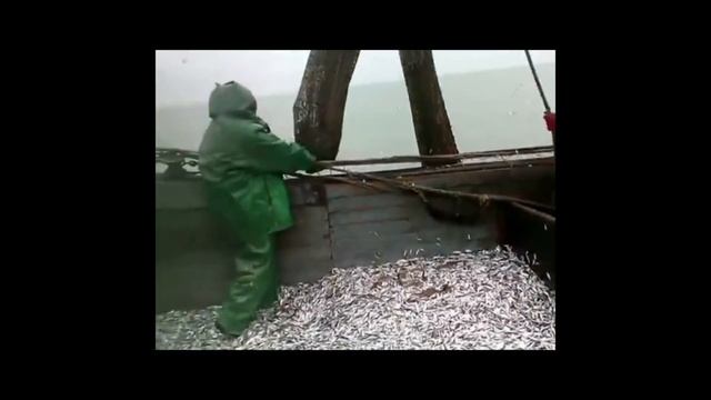 Уловы Азовского моря ---- Раньше и сейчас смотреть онлайн