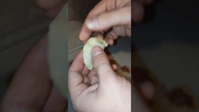 Мастер класс-по лепке пельменей ?? смотреть онлайн