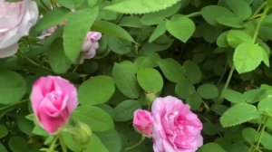 DUCHESS DE MONTEBELLO ROSE | OGR @Lenie’s Garden