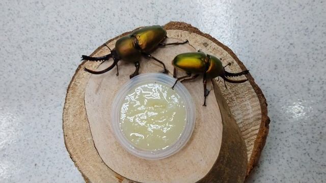 Golden stag beetle - Lamprima adolphinae смотреть онлайн