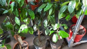 Обзор цитрусов: вариегатные лимоны, Эврика Пинк и Джало