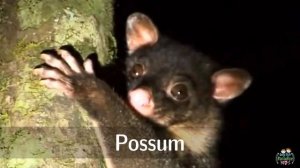 Australian animals for kids: pronunciation in English (with videos)