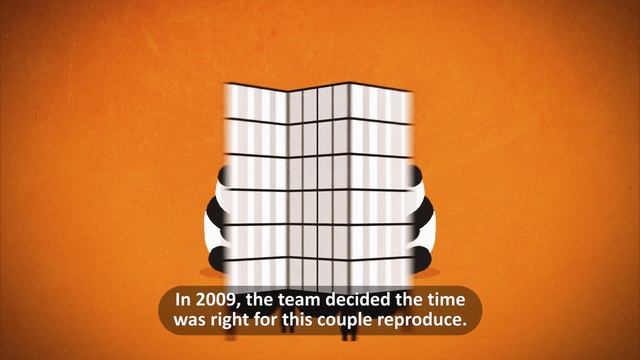 La historia de los pandas de Zoo Aquarium de Madrid смотреть онлайн