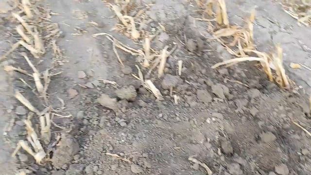 Тест катушки sp35 разочарование и победа. Ищу клад... смотреть онлайн