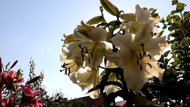 ХОТИТЕ ВЫРАСТИТЬ ШИКАРНЫЕ ЛИЛИИ? РАСКРЫВАЮ СЕКРЕТЫ УХОДА. LILY. I REVEAL THE SECRETS OF CARE.