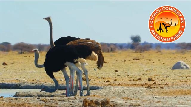 Wild Life Of OSTRICH | The Big Bird | Part 2 | Ostrich Life