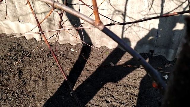 ПРИВИВКА ПЕРСИКА НА АБРИКОС ВЕСНОЙ смотреть онлайн