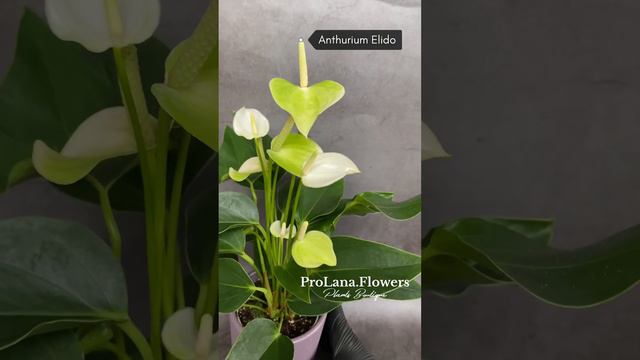 Обзор на мини-сорт Антуриум Элидо / Anthurium Elido