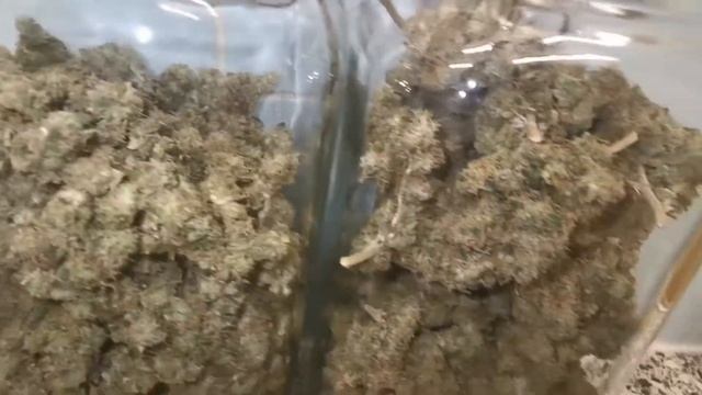 Dark Phoenix By Green House Seeds - Harvest, Drying, Trimming & Smoke Review!