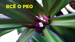 Рео. Правила ухода за традесканцией покрывальчатой