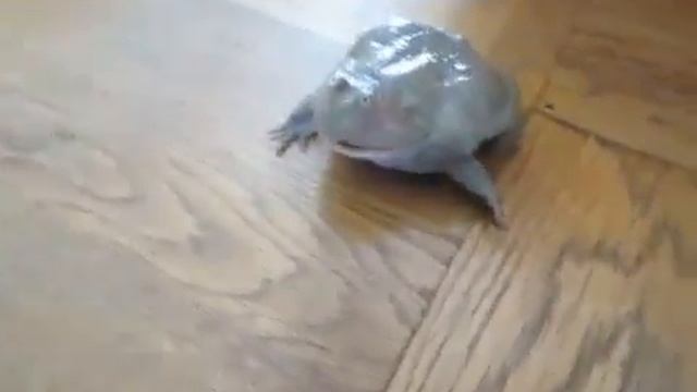 лягушка издает душераздирающий звук смотреть онлайн