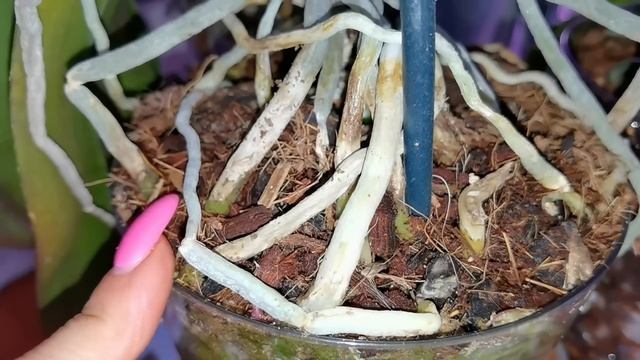 КАКИЕ КОРНИ у орхидей!/ Черные корни Однобокая Скинула листья/ Не вовремя омолодила орхидею РИСКУЮ. смотреть онлайн