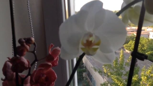 Дочка подарила мне новую орхидею MONTREUX. Как выглядит орхидея Монрё смотреть онлайн