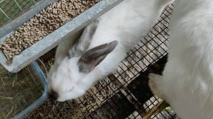 Выгодно ли выращивать кроликов. Себестоимость 1 кг. Мяса кролика, сложившаяся у меня