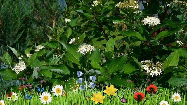 Дерен белый Сибирика ? Обзор: посадка и уход. крупномеры дерена Сибирика: описание и особенности смотреть онлайн