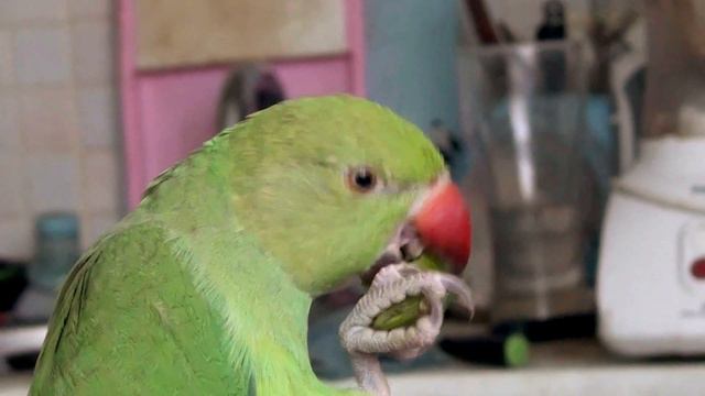 зеленый попугай кузя 9 смотреть онлайн