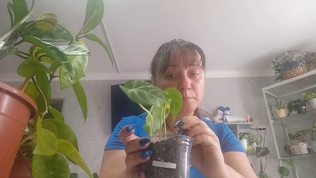 Новиночки цветочков! ?Пересадка ?? смотреть онлайн