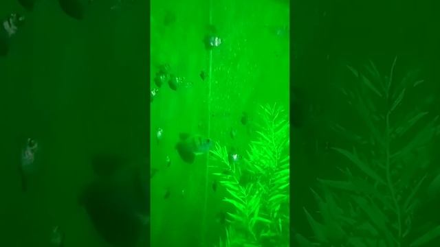 неоновые рыбки2023 смотреть онлайн