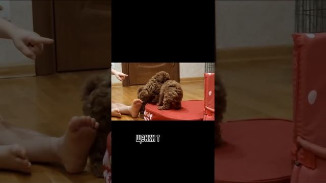 Щенки пудель 06 смотреть онлайн