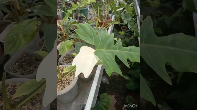 philodendron minarum golden dragon varigated for sale #short смотреть онлайн