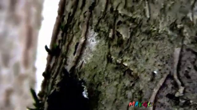 Русский Гриб Трутовик Прилепился Шляпкой к Ветке смотреть онлайн