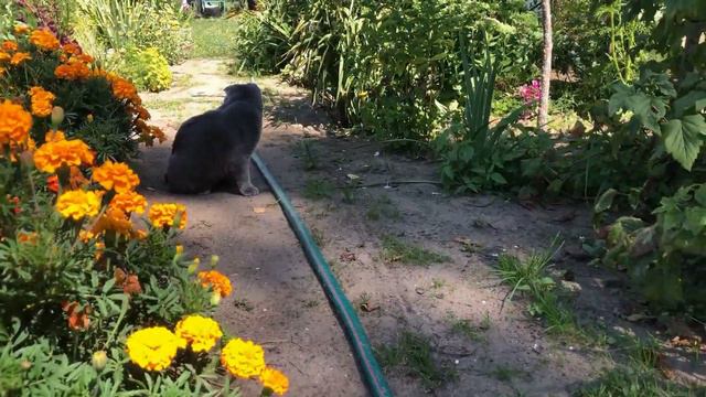 Кот и цветы. Домашний кот гуляет в цветнике смотреть онлайн