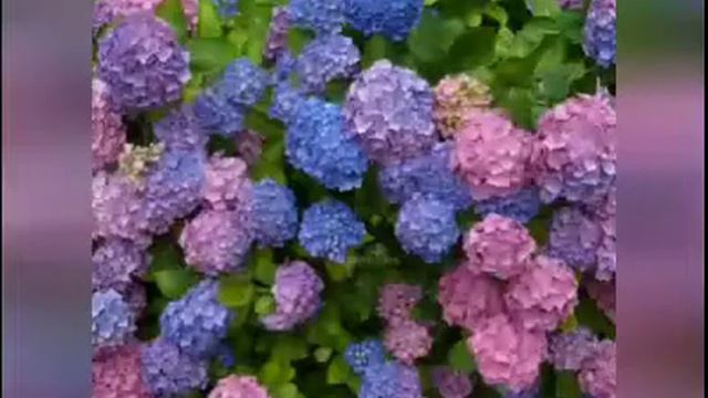 Beautiful Purple Flowers смотреть онлайн