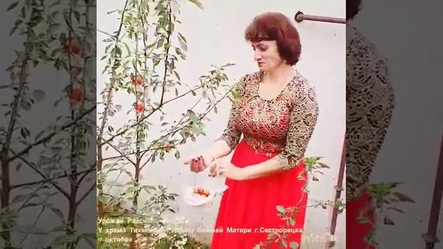 Сбор урожая райских яблочек в райском саду вокруг храма Тихвинской иконы Божией Матери г.Сестрорецк смотреть онлайн