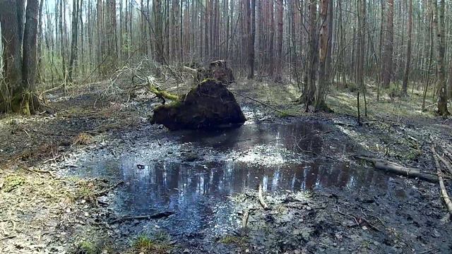 Новорловское болото в Питере смотреть онлайн