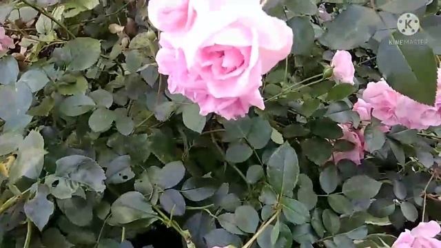 С праздником Успения Пресвятой Богородицы ???Моим друзьям?? смотреть онлайн