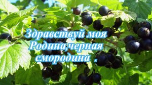 Здравствуй моя Родина, черная смородина .