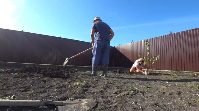 Сад в новом доме за день! Высаживаем плодовые деревья, туи, виноград. смотреть онлайн