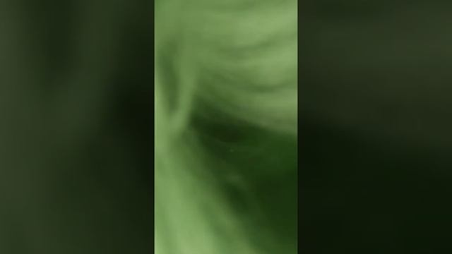 самый обычный кот смотреть онлайн