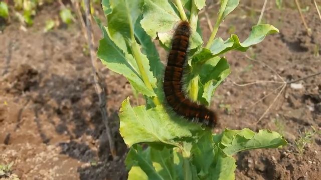 Гусеница коконопряда малинного ( Macrothylacia rubi ) смотреть онлайн