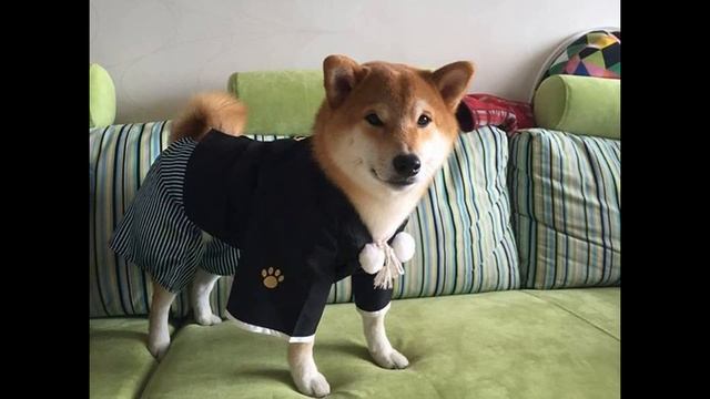 Сиба-ину (Shiba Inu) - порода собак смотреть онлайн