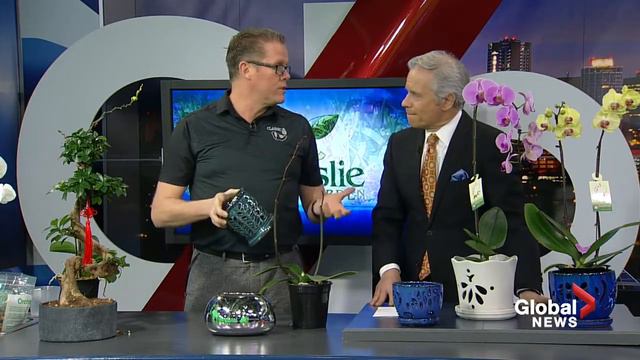 Indoor plant care tips смотреть онлайн