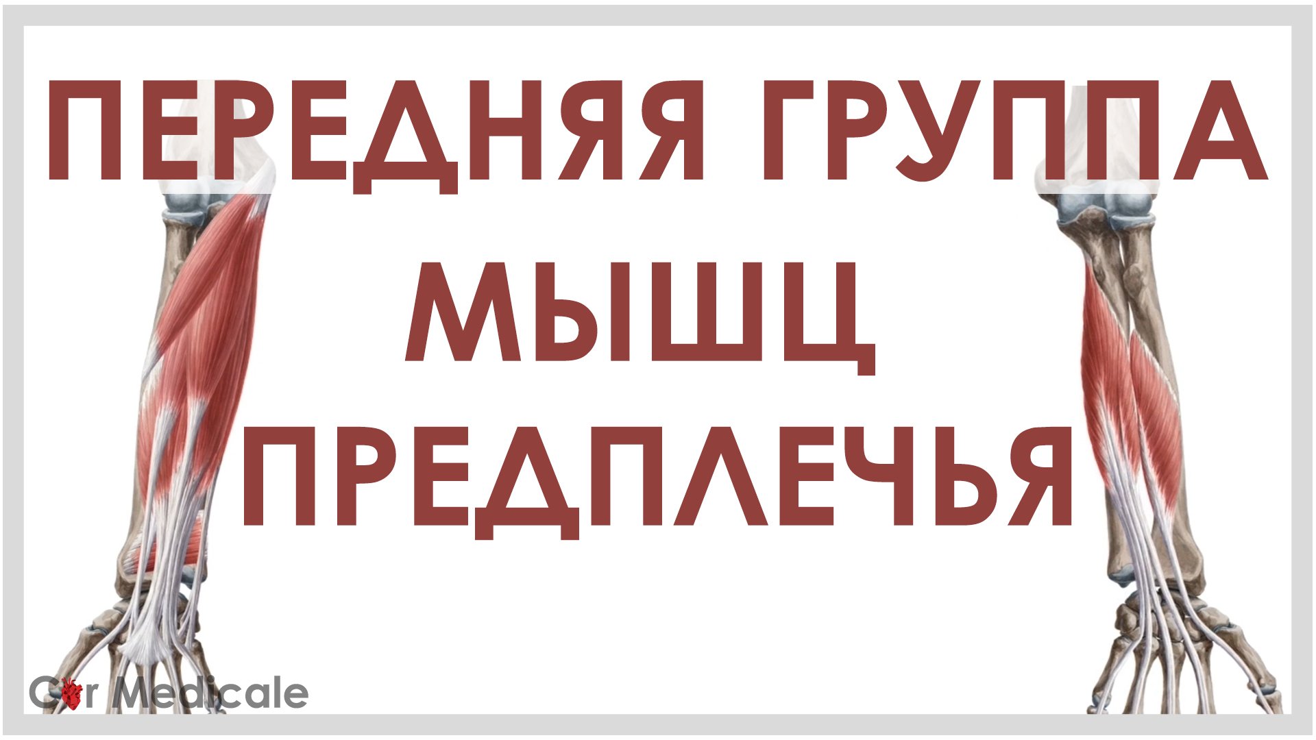 Передняя группа мышц предплечья смотреть онлайн