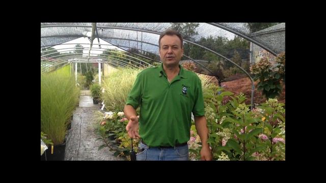 Hydrangea Haven - All about Hydrangeas смотреть онлайн