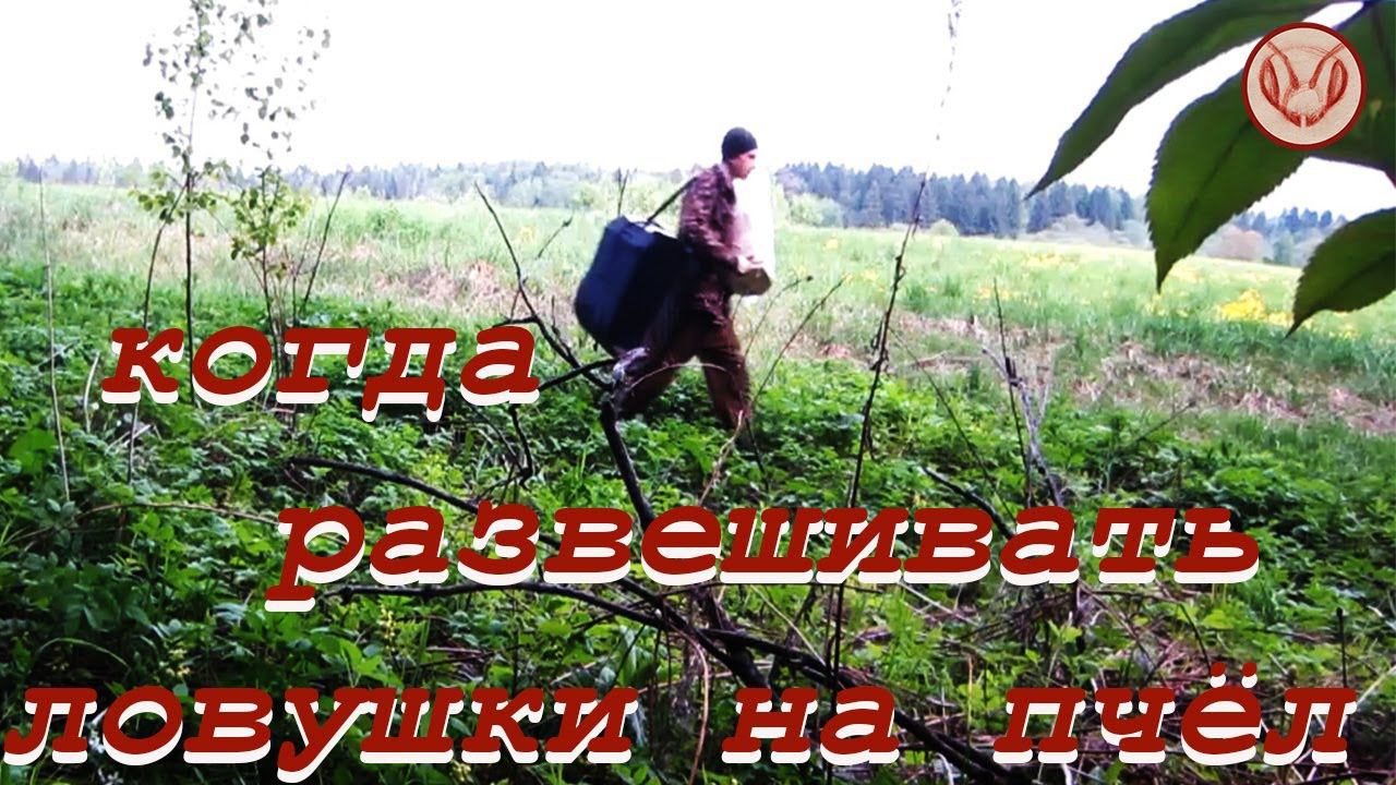 Когда развешивать ловушки для ловли диких роёв пчёл. Как пчёлы ищут новое место для своего гнезда смотреть онлайн